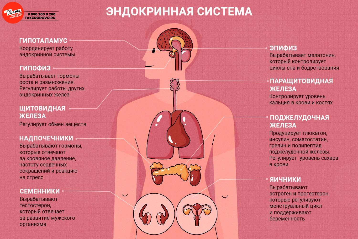 endokr__(2837-hxdh6).jpg